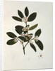 Botanical drawing by Luigi Balugani