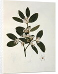 Botanical drawing by Luigi Balugani
