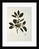 Botanical drawing by Luigi Balugani
