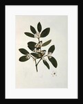 Botanical drawing by Luigi Balugani