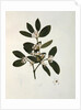 Botanical drawing by Luigi Balugani