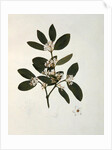 Botanical drawing by Luigi Balugani