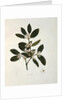 Botanical drawing by Luigi Balugani