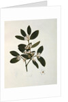 Botanical drawing by Luigi Balugani