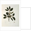 Botanical drawing by Luigi Balugani