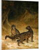 Clouded Leopards, c.1825 by Jacques-Laurent Agasse