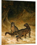 Clouded Leopards, c.1825 by Jacques-Laurent Agasse