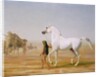 The Wellesley Grey Arabian led through the Desert, c.1810 by Jacques-Laurent Agasse