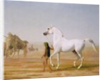 The Wellesley Grey Arabian led through the Desert, c.1810 by Jacques-Laurent Agasse