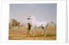 The Wellesley Grey Arabian led through the Desert, c.1810 by Jacques-Laurent Agasse