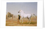 The Wellesley Grey Arabian led through the Desert, c.1810 by Jacques-Laurent Agasse