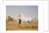 The Wellesley Grey Arabian led through the Desert, c.1810 by Jacques-Laurent Agasse