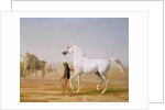 The Wellesley Grey Arabian led through the Desert, c.1810 by Jacques-Laurent Agasse