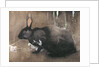 A Black Rabbit by Joseph Crawhall