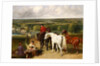 Exercising the royal horses, 1847-55 by John Frederick Herring Snr