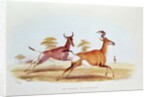 The Sassaybe and the Hartebeest by William Cornwallis Harris