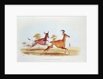 The Sassaybe and the Hartebeest by William Cornwallis Harris