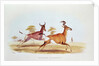 The Sassaybe and the Hartebeest by William Cornwallis Harris