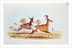 The Sassaybe and the Hartebeest by William Cornwallis Harris