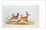 The Sassaybe and the Hartebeest by William Cornwallis Harris