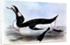 The Great Auk by Edward Lear