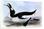 The Great Auk by Edward Lear