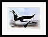 The Great Auk by Edward Lear