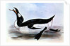 The Great Auk by Edward Lear