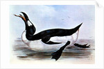 The Great Auk by Edward Lear