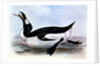 The Great Auk by Edward Lear