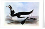 The Great Auk by Edward Lear
