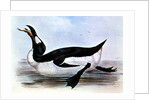 The Great Auk by Edward Lear