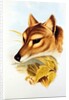 Tasmanian Wolf or Tiger by Henry Constantine Richter
