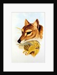 Tasmanian Wolf or Tiger by Henry Constantine Richter