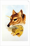 Tasmanian Wolf or Tiger by Henry Constantine Richter