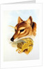 Tasmanian Wolf or Tiger by Henry Constantine Richter