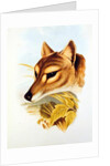 Tasmanian Wolf or Tiger by Henry Constantine Richter