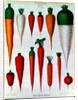 Carrots, Table IV from the 'Album Benary' by Ernst Benary