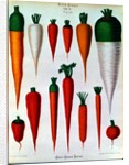 Carrots, Table IV from the 'Album Benary' by Ernst Benary