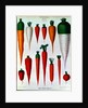 Carrots, Table IV from the 'Album Benary' by Ernst Benary
