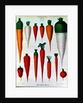 Carrots, Table IV from the 'Album Benary' by Ernst Benary