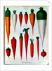Carrots, Table IV from the 'Album Benary' by Ernst Benary