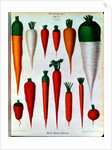 Carrots, Table IV from the 'Album Benary' by Ernst Benary