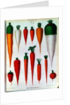 Carrots, Table IV from the 'Album Benary' by Ernst Benary