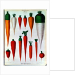 Carrots, Table IV from the 'Album Benary' by Ernst Benary