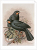 Huia by Johan Gerard Keulemans