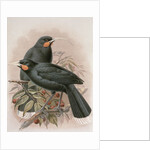 Huia by Johan Gerard Keulemans