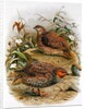 New Zealand Quail by Johan Gerard Keulemans