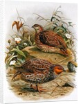 New Zealand Quail by Johan Gerard Keulemans