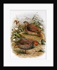 New Zealand Quail by Johan Gerard Keulemans